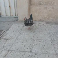 مرغ وخروس گلین لری