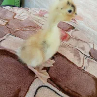 جوجه اردک دونه ای 100 هزار تومان