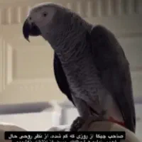 پرنده گم ژده مژدگانی 150ملیون
