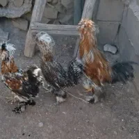 مرغ و خروس لهستانی
