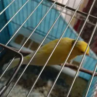 قناری نر طلایی