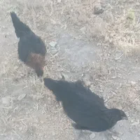 نیمچه دم تخم