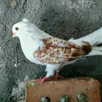 کبوتر