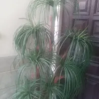 نخل مصنوعی ۷ شاخه