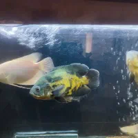 اسکار مولد.پنکوسی سفید.پنکوسی شکاری.معاوضه میکنم