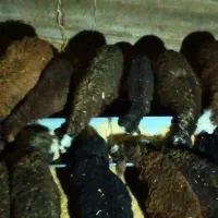 یک راس بره نر و یک راس بره ماده