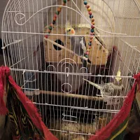 عروس نر و ماده مولد