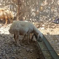 میش چاق