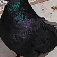 فروش کبوتر زاغ