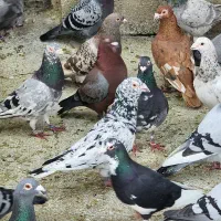فروش کبوتر
