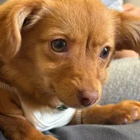 سگ مینیاتوری ماده نژاد اشپیتز