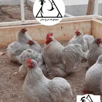 تخم مرغ نطفه دار،جوجه کوشین،جوجه استرالوپ،آمروک