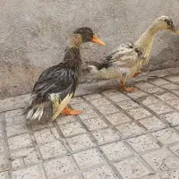 اردک|حیوانات مزرعه|زنجان, |دیوار