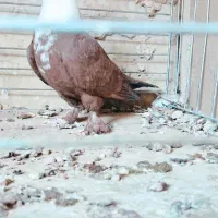 کله سفید کربلایی