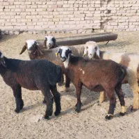بره نر کهره نر بره ماده