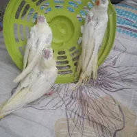 جوجه عروس هلندی