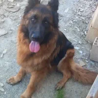 ژرمن ماده