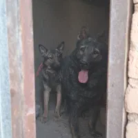 سگ ژرمن بزرگ