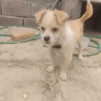 سگ پاکوتاه نژاد دار