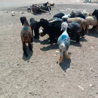 بره سبک بز چاق