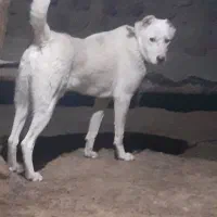 توله یک ساله سگ نگهبان و گله