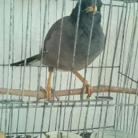 مرغ پرنده