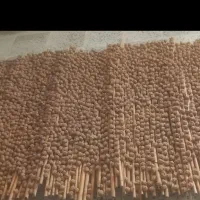 کلگ بلوط تمیز وتازه