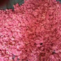گل محمدی و غنچه|خدمات باغبانی و درختکاری|سامن, |دیوار