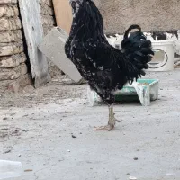 خروس گلین سوزنی