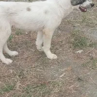 توله