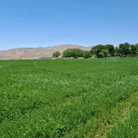 یونجه چین ۲ پر برگ ترچک بدون گیاه