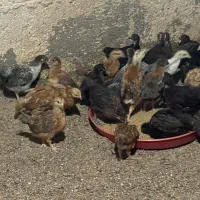 جوجه رسمی گلپایگان