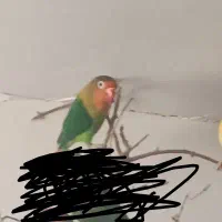 طوطی کوتوله گمشده