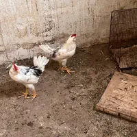 جوجه خروس گلین ۶ماهه