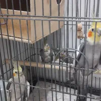 یک جفت عروس با دوتا عدد جوجه