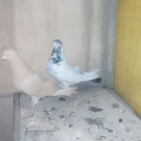 کبوتر|پرنده|تهران, شهرک ولیعصر جنوبی|دیوار