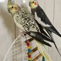 عروس هلندی مولد یکبار جوجه گرفتم ازش