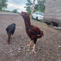مرغ خروس