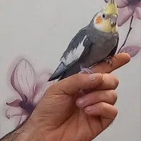 عروس هلندی نر و ماده