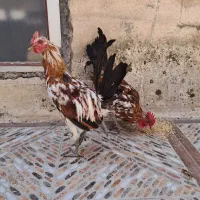 سه عدد خروس گلین