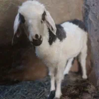 بره کوچیک