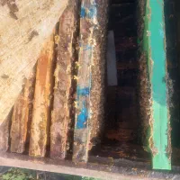 بچه زنبور۶ قاب فول جمعت