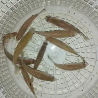 ردلاین درشت