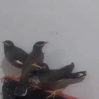 سه عددمینا