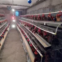 قفس مرغ تخمگذار