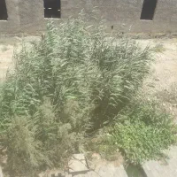 نگهبان وسرایدار