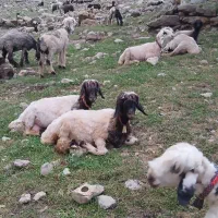 میش داشتی|حیوانات مزرعه|اندیکا, |دیوار