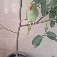 طوطی ملنگو