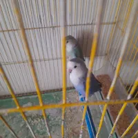 کوتوله برزیلی