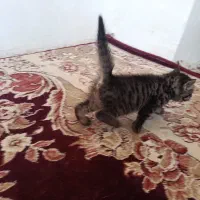 گربه رایگان خونگی